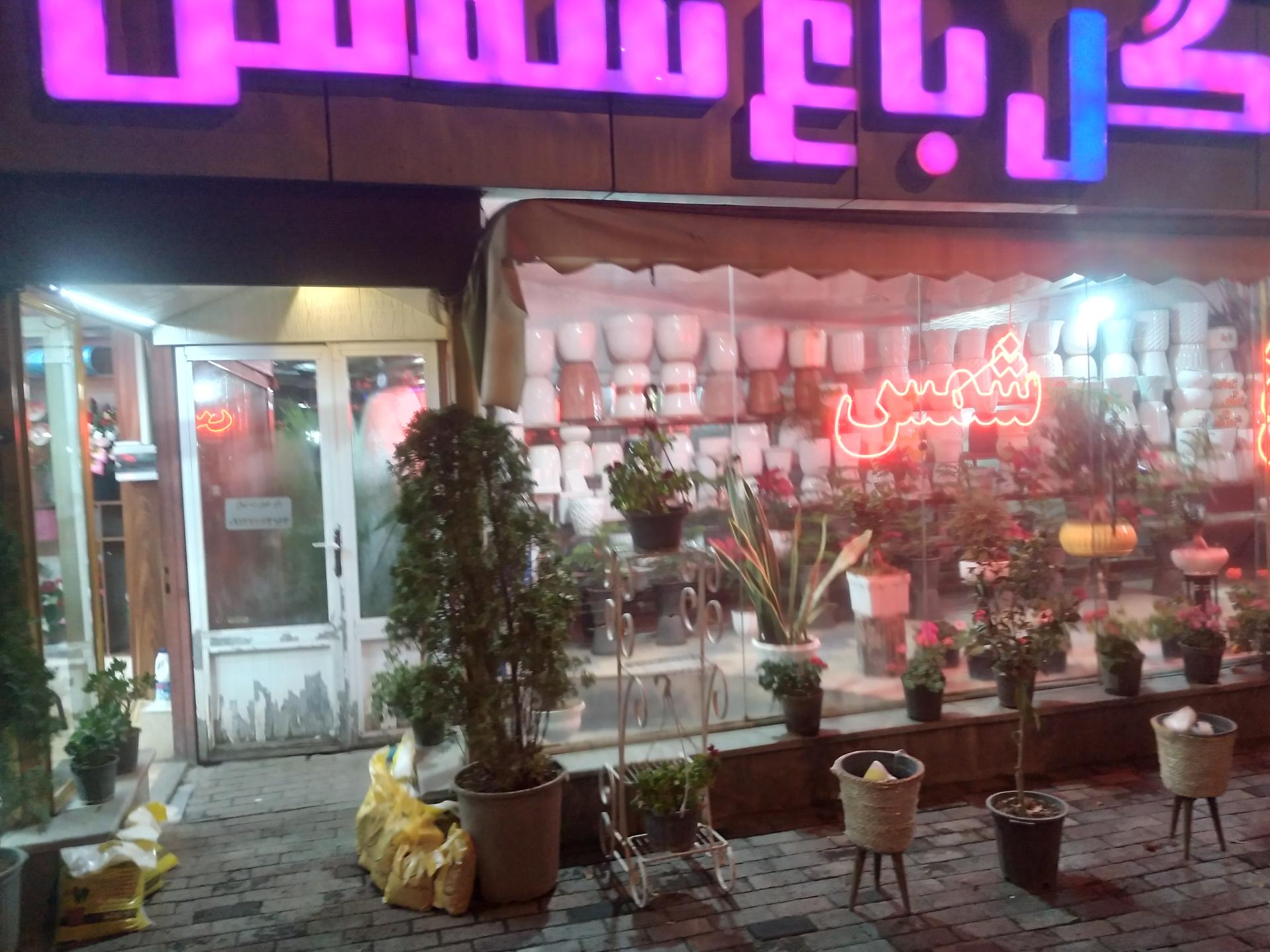 عکس گل باغ شمس