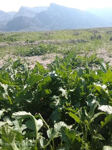 عکس چشمه اشگرد 