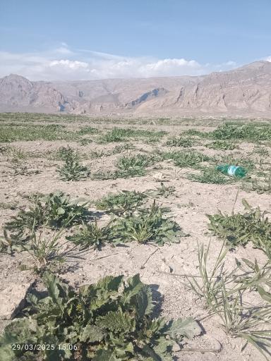 عکس چشمه اشگرد 