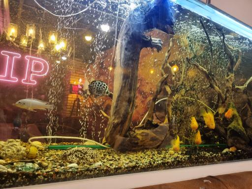 عکس کافه بیلیونرز 