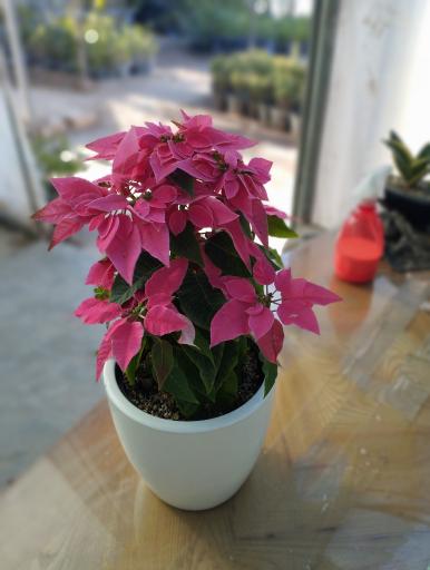 عکس گلفروشی سیکاس 