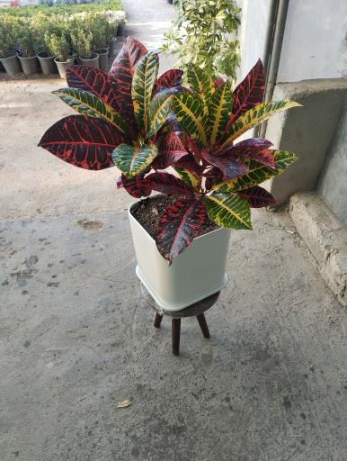 عکس گلفروشی سیکاس 