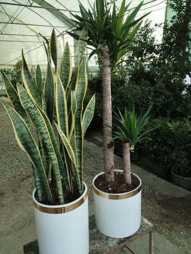 عکس گلفروشی سیکاس 