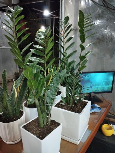 عکس گلفروشی سیکاس 