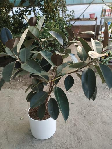 عکس گلفروشی سیکاس 