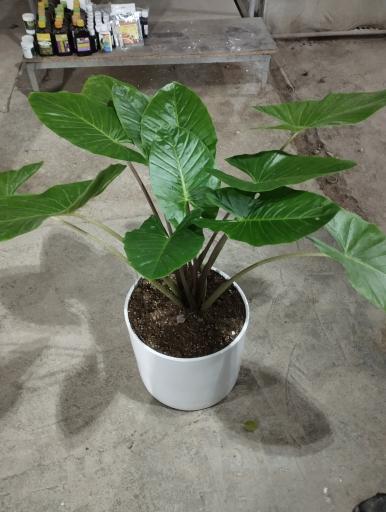 عکس گلفروشی سیکاس 