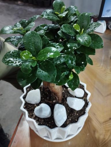 عکس گلفروشی سیکاس 