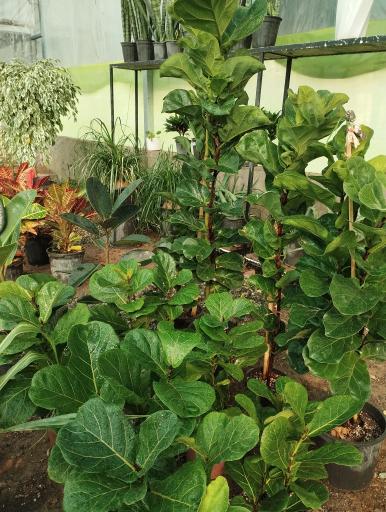 عکس گلفروشی سیکاس 