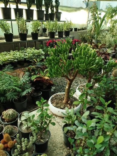 عکس گلفروشی سیکاس 