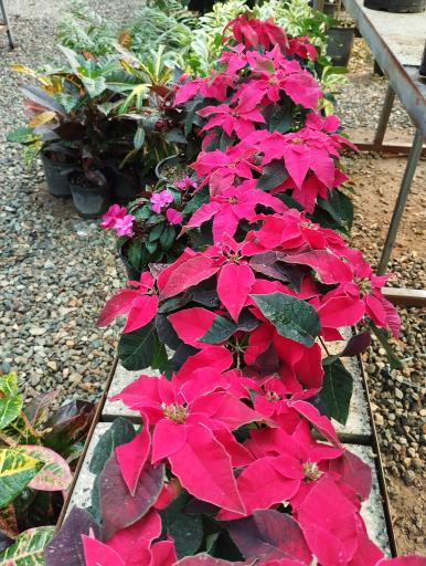 عکس گلفروشی سیکاس 