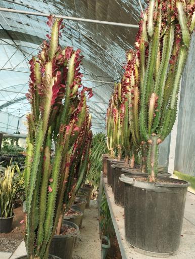 عکس گلفروشی سیکاس 