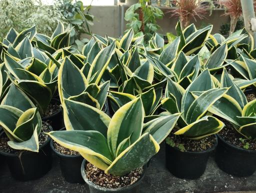 عکس گلفروشی سیکاس 