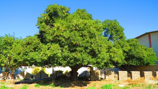 قبرستان انگلیسی ها