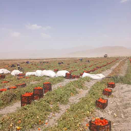 عکس خنجشت