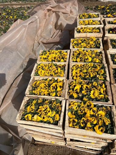 عکس باغ گل ایران رز