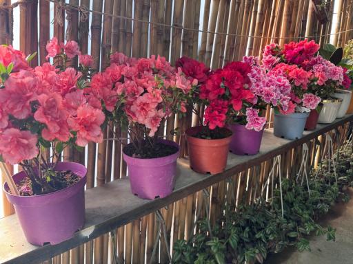 عکس باغ گل ایران رز