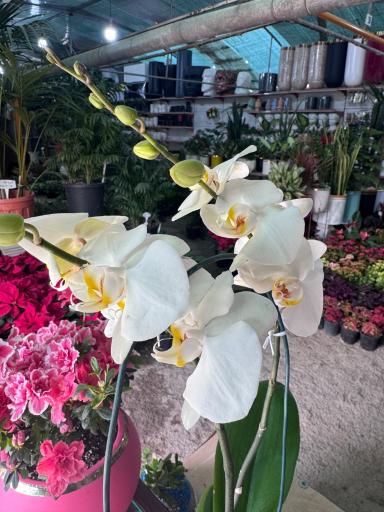 باغ گل ایران رز