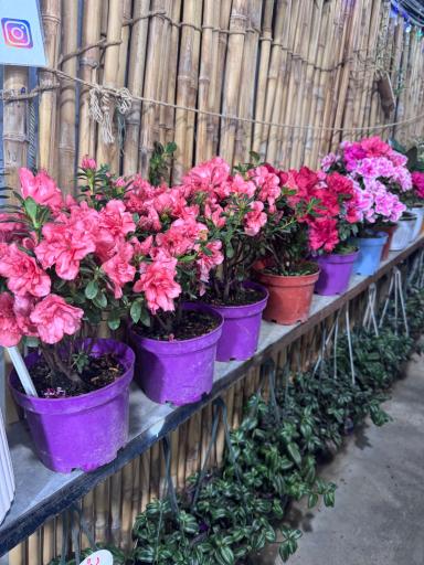 عکس باغ گل ایران رز