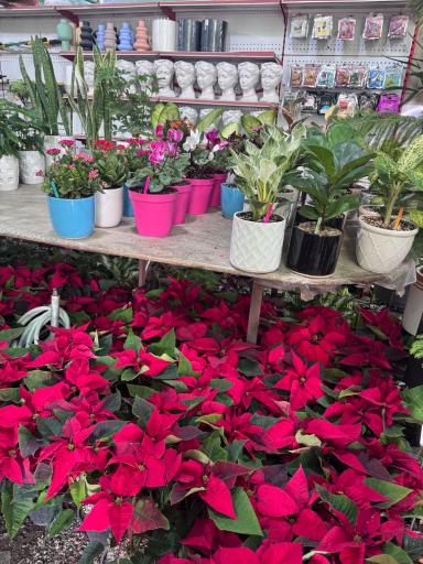 باغ گل ایران رز