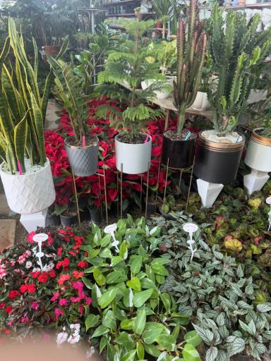 عکس باغ گل ایران رز