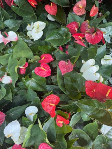 عکس باغ گل ایران رز