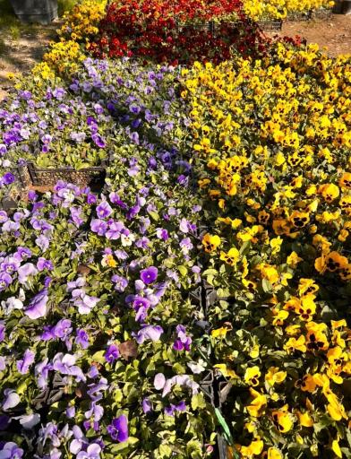 عکس باغ گل ایران رز