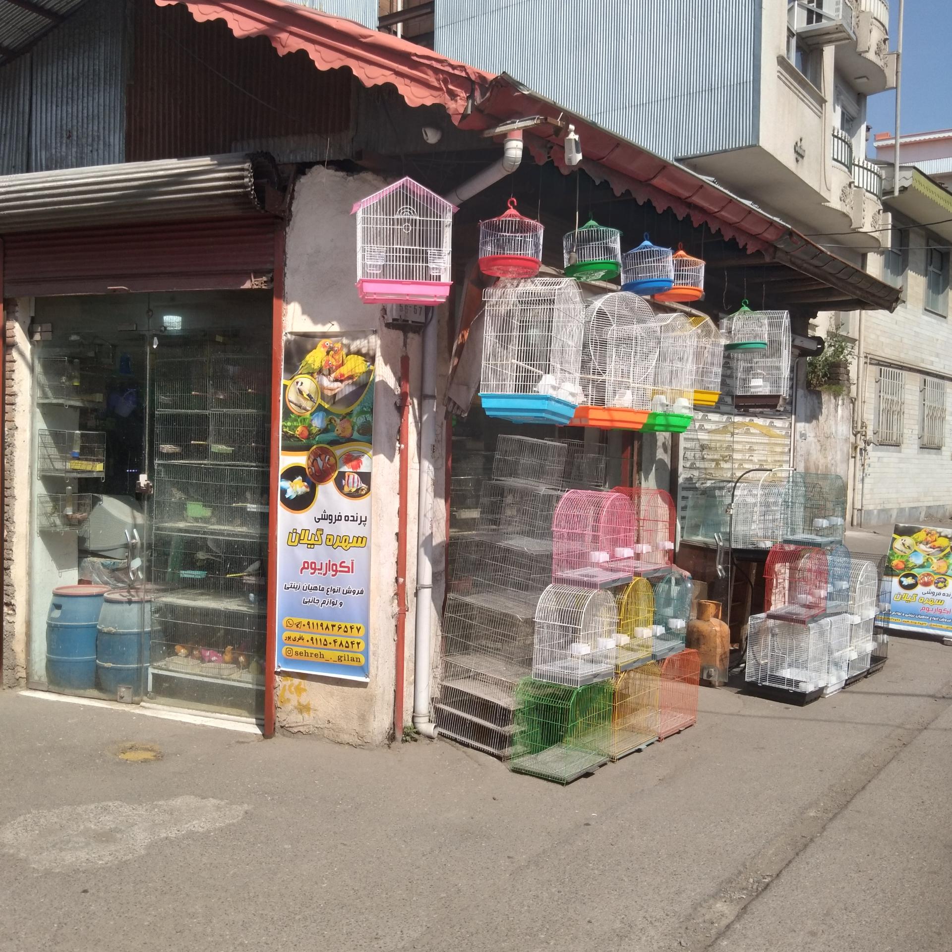 عکس پرنده فروشی سهره گیلان