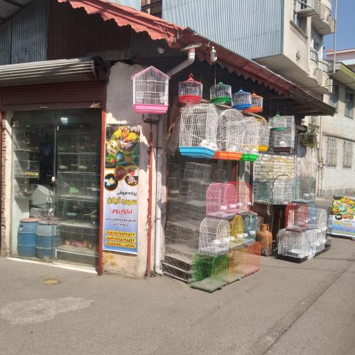 عکس پرنده فروشی سهره گیلان
