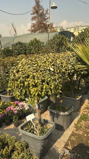 عکس باغ گل ایران رز