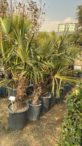 عکس باغ گل ایران رز