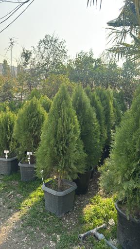 عکس باغ گل ایران رز