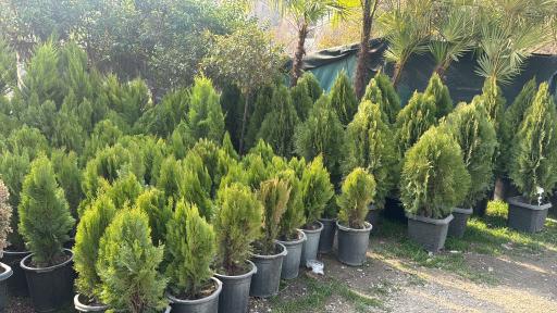 عکس باغ گل ایران رز