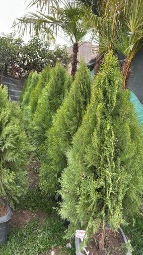 عکس باغ گل ایران رز