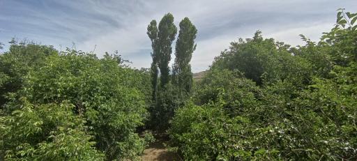 عکس باغ کیاشا