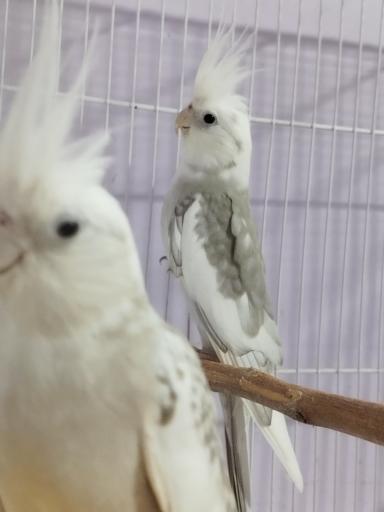 عکس مجموعه پرنده آمل