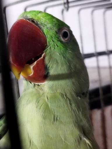 عکس مجموعه پرنده آمل