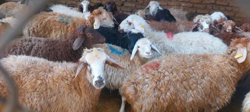 عکس مرکز خرید دام زنده طرشت