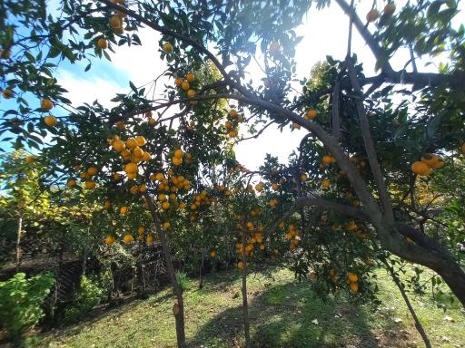 عکس گنجی محله