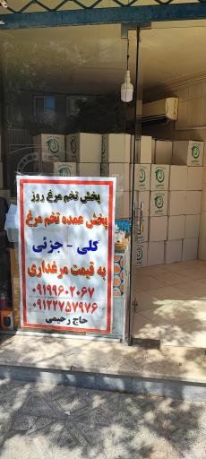 عکس پخش تخم‌مرغ فلامینگو 