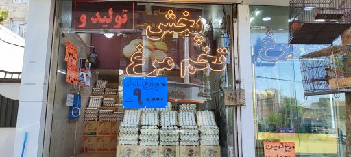 عکس پخش تخم‌مرغ فلامینگو 