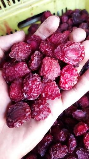 عکس خشکبار آلوچه زردالو آلبالو قیسی گردو