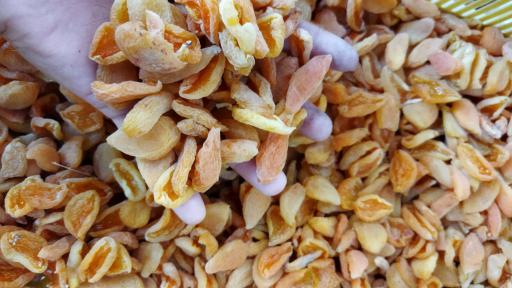 عکس خشکبار آلوچه زردالو آلبالو قیسی گردو