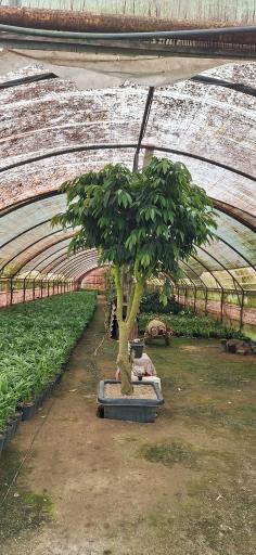 عکس گلخانه ما