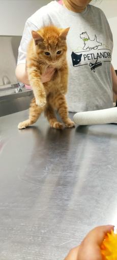 عکس کلینیک دامپزشکی شاهو