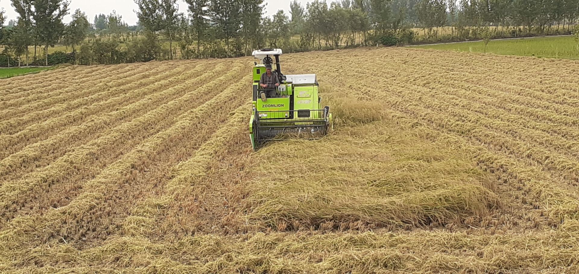 عکس بازرگانی برنج سید قاسم حسینی و برادران 