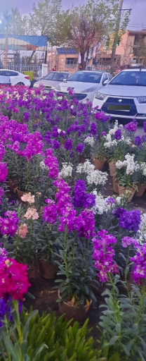 عکس نمایشگاه و فروشگاه گل و گیاه اصفهان