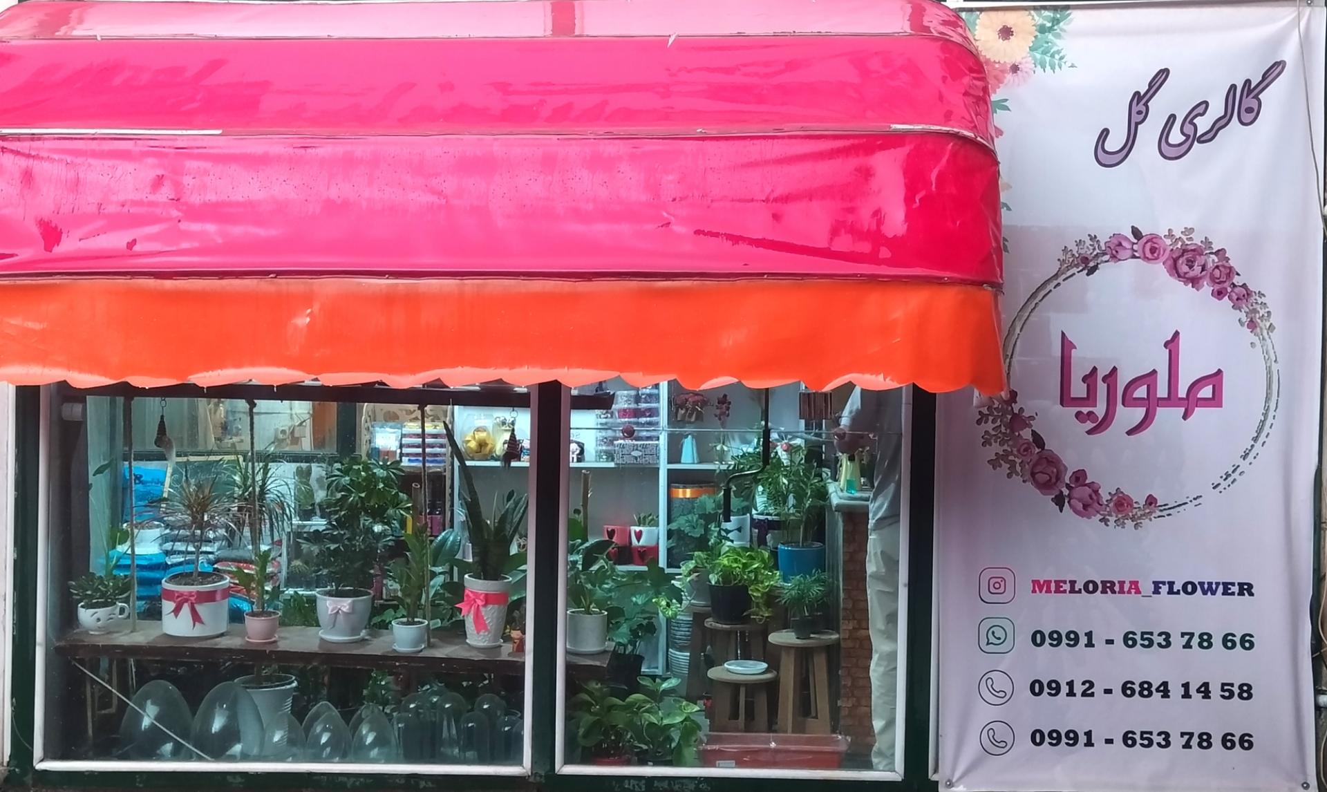 عکس گلفروشی ملوریا 