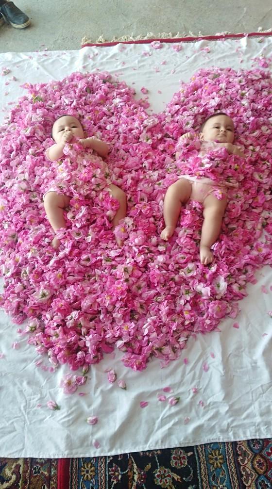 عکس گلاب گیری برادران ضرابی