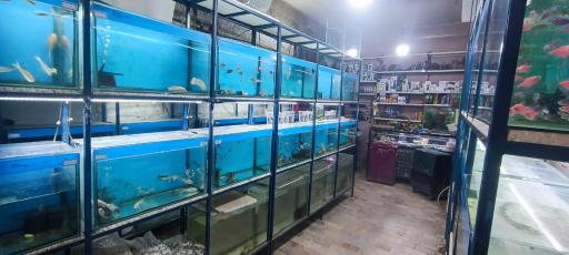 عکس آکواریوم آرمان