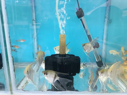 عکس آکواریوم 